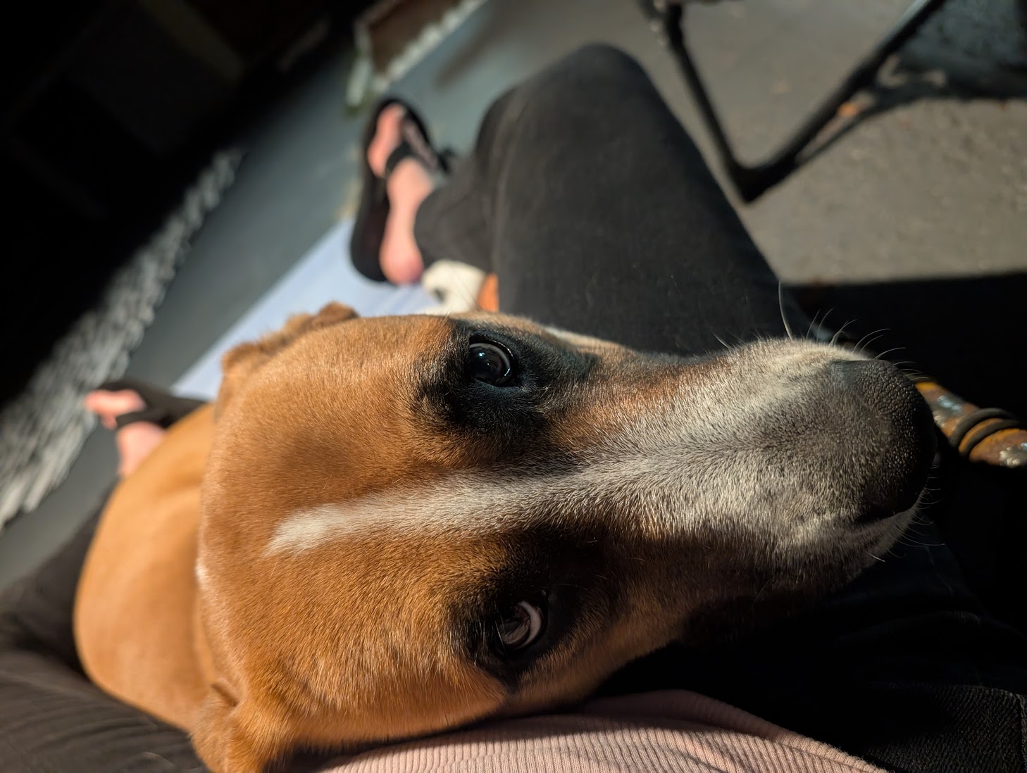 Mac and Cheese resting.